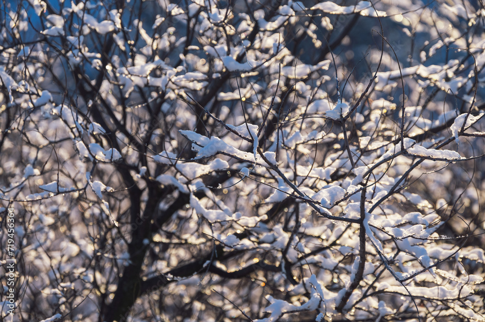 A delightful landscape of snow on the branches of a tree A delightful landscape of snow on the branches of a tree