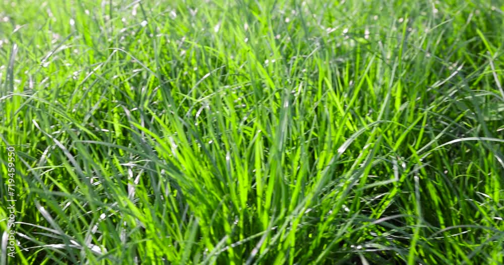 green soft grass in spring close-up, growing in a field of green grass in sunny spring weather green soft grass in spring close-up, growing in a field of green grass in sunny spring weather