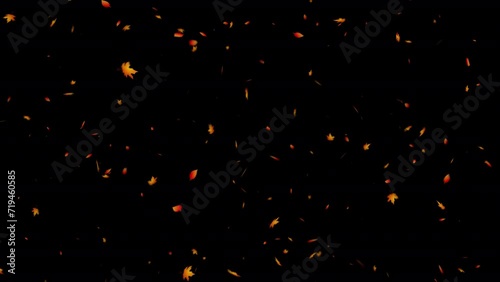 Autumn Leaf Particles. Autumn Leaves. With Alpha Channel Prores 4444.