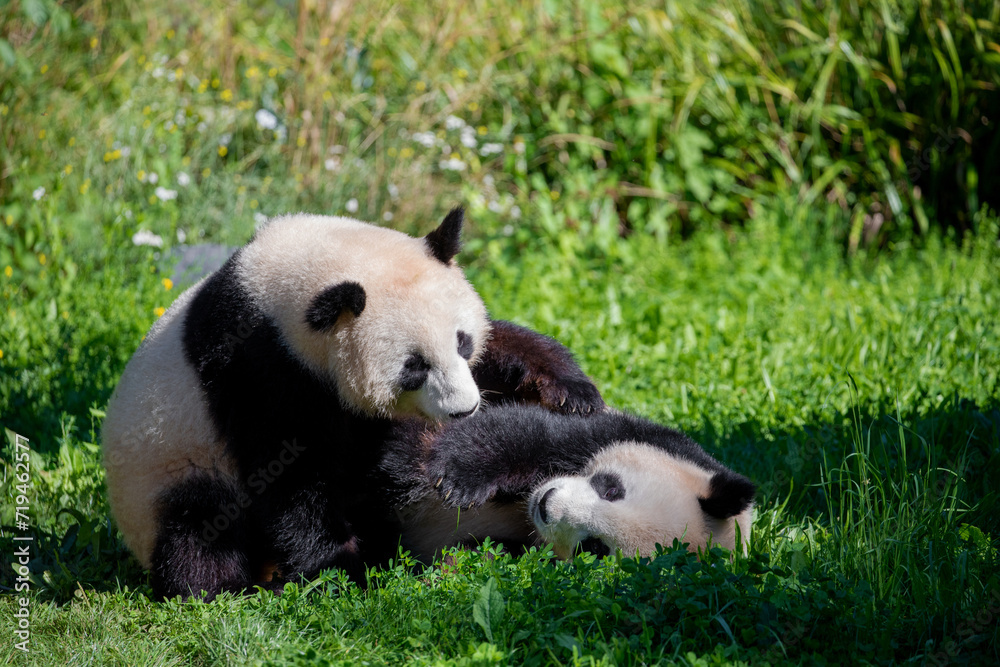 Fototapeta premium cheerful playing pandas on green lawn