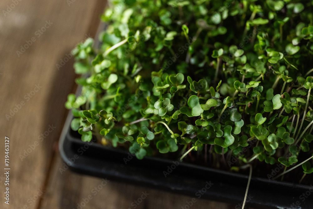 small batch of salad microgreens growing in a 5X5 pot in coco coir on a wooden table small batch of salad microgreens growing in a 5X5 pot in coco coir on a wooden table