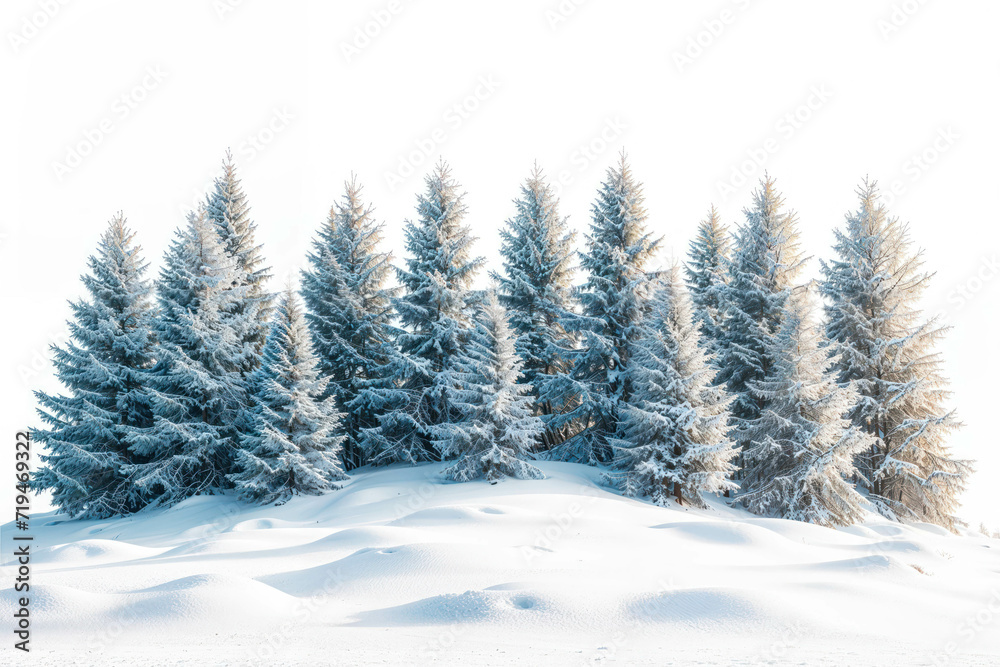 Fototapeta premium Snow-covered Pine Trees in a Winter Landscape Isolated on White Background. Realistic Snowy Pines For Winter Season