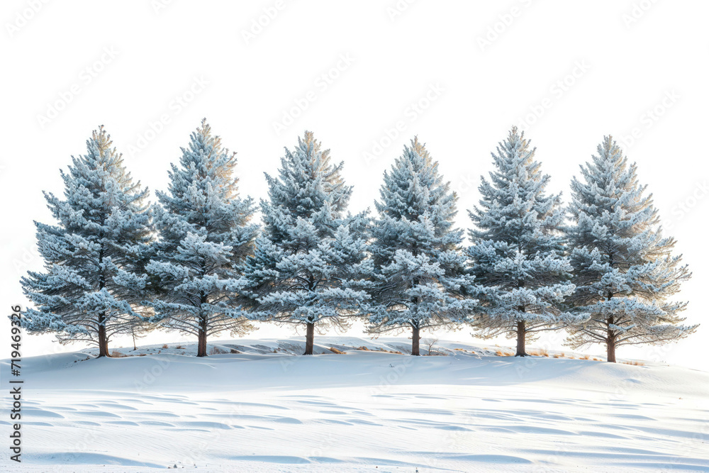 Fototapeta premium Snow-covered Pine Trees in a Winter Landscape Isolated on White Background. Realistic Snowy Pines For Winter Season