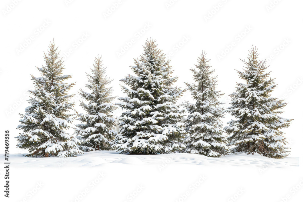 Snow-covered Pine Trees in a Winter Landscape Isolated on White Background. Realistic Snowy Pines For Winter Season