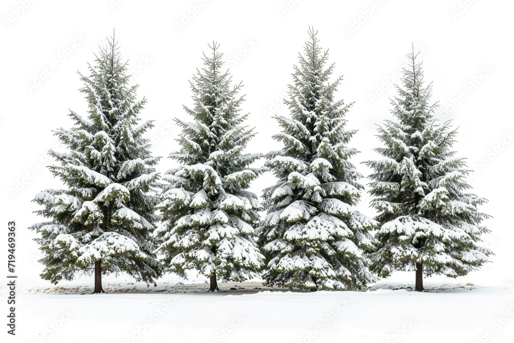 Snow-covered Pine Trees in a Winter Landscape Isolated on White Background. Realistic Snowy Pines For Winter Season Snow-covered Pine Trees in a Winter Landscape Isolated on White Background. Realistic Snowy Pines For Winter Season