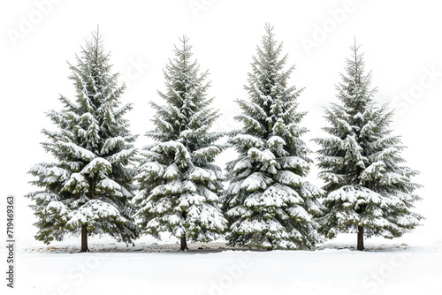 Snow-covered Pine Trees in a Winter Landscape Isolated on White Background. Realistic Snowy Pines For Winter Season