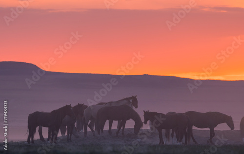 Wild Horses in the Utah Desert at Sunset © natureguy
