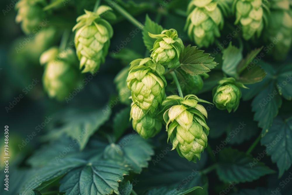 A detailed close-up view of a bunch of green hops. This image can be used to illustrate brewing, beer production, or the agricultural process of growing hops A detailed close-up view of a bunch of green hops. This image can be used to illustrate brewing, beer production, or the agricultural process of growing hops