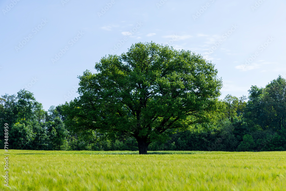 a lonely oak with green foliage in the summer a lonely oak with green foliage in the summer