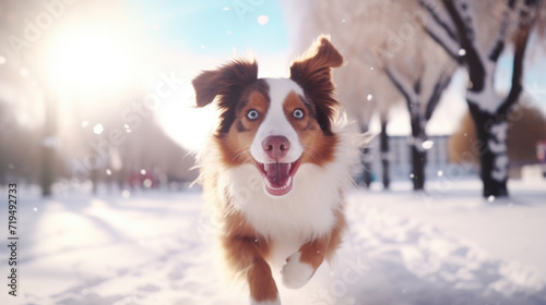 Lively brown and white dog dashing through snowy landscape. Ideal for winter-themed designs and pet-related projects