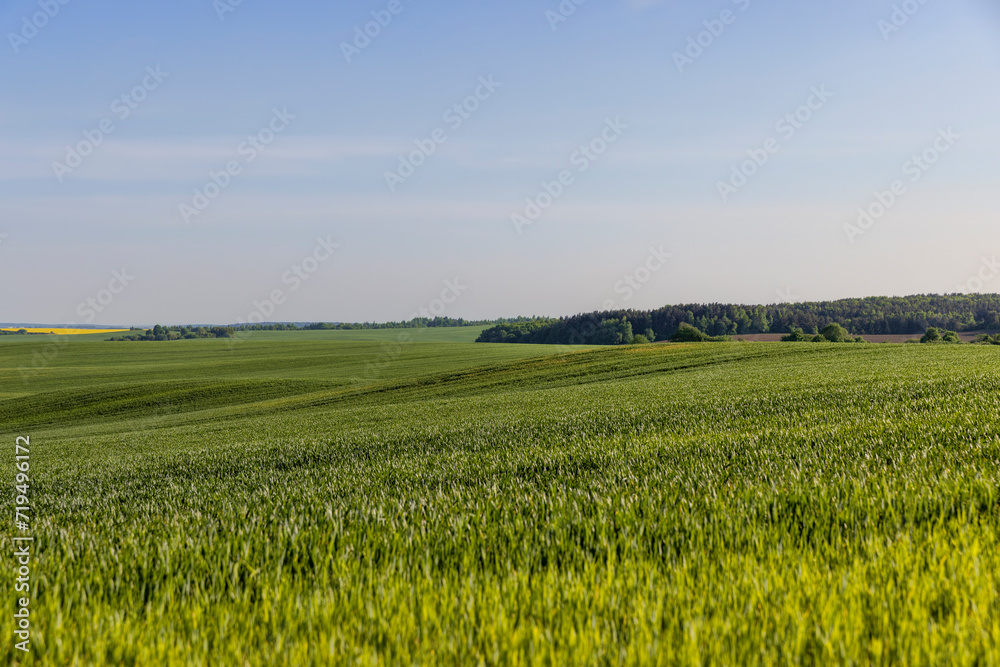 a large number of green wheat sprouts in the spring season