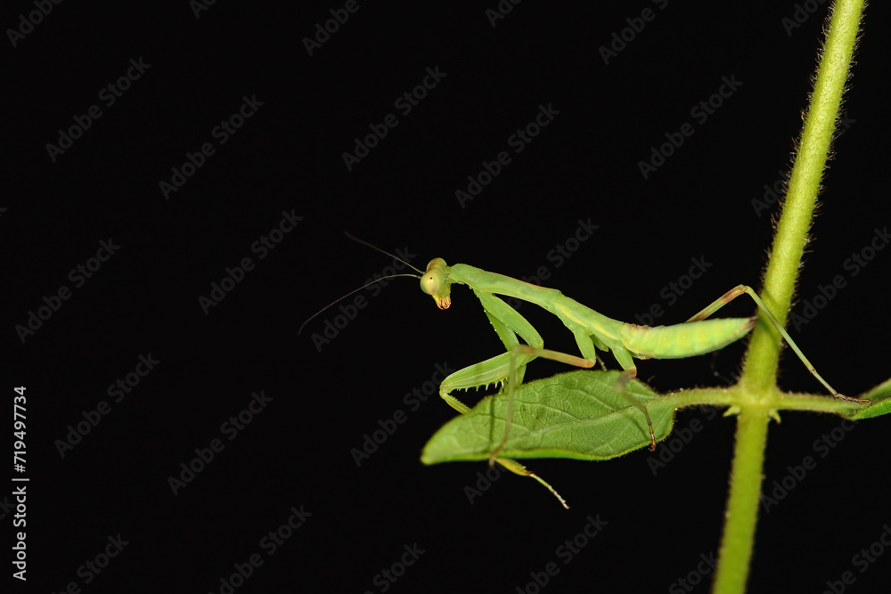 Praying mantis on a green coloured plant leaf. Black background. Praying mantis on a green coloured plant leaf. Black background.