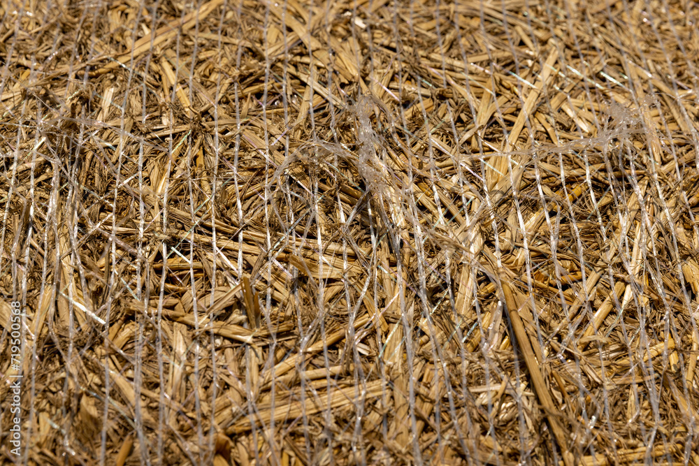 wheat straw collected in stacks after grain harvest wheat straw collected in stacks after grain harvest