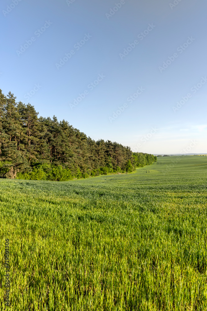 a large number of green wheat sprouts in the spring season