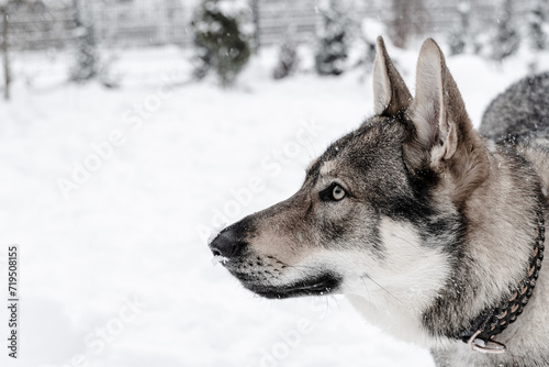 Wilczak Czechos  owacki  Czechoslovakian Wolfdog  zim