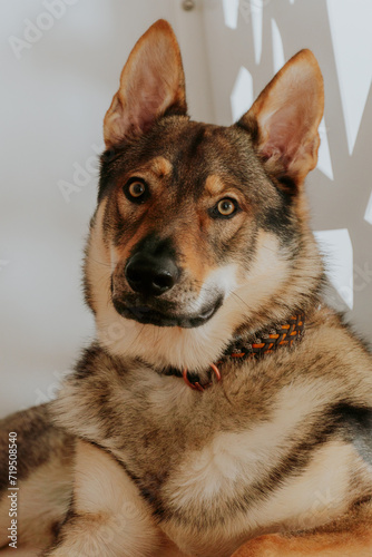 Wilczak Czechosłowacki, Czechoslovakian Wolfdog