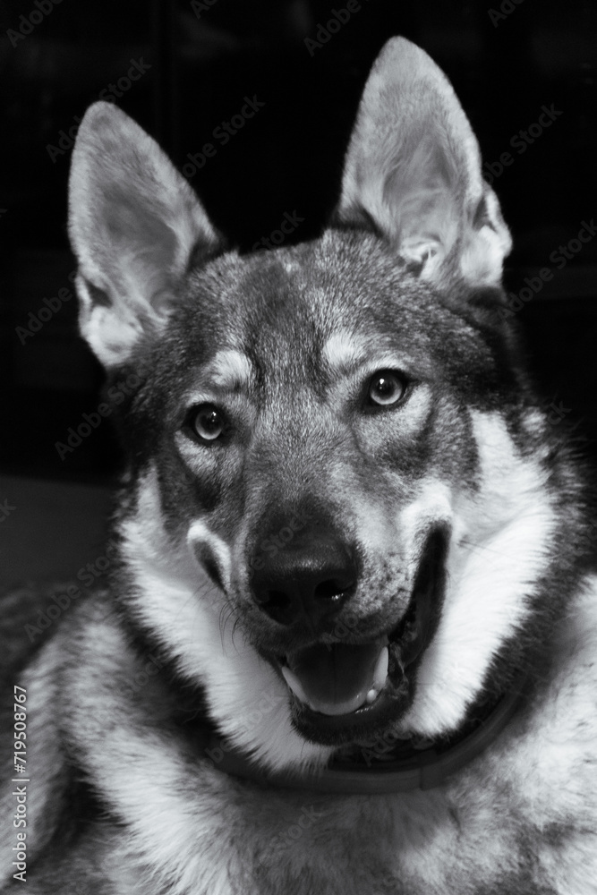 Wilczak Czechosłowacki, Czechoslovakian Wolfdog