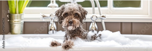 Happy dog in bubble bath with window view, cheerful canine in sudsy tub, panorama with copy space photo