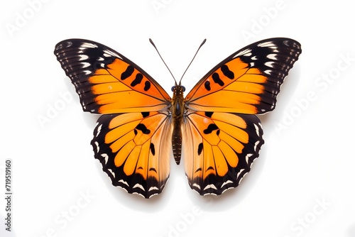 butterfly isolated on solid white background