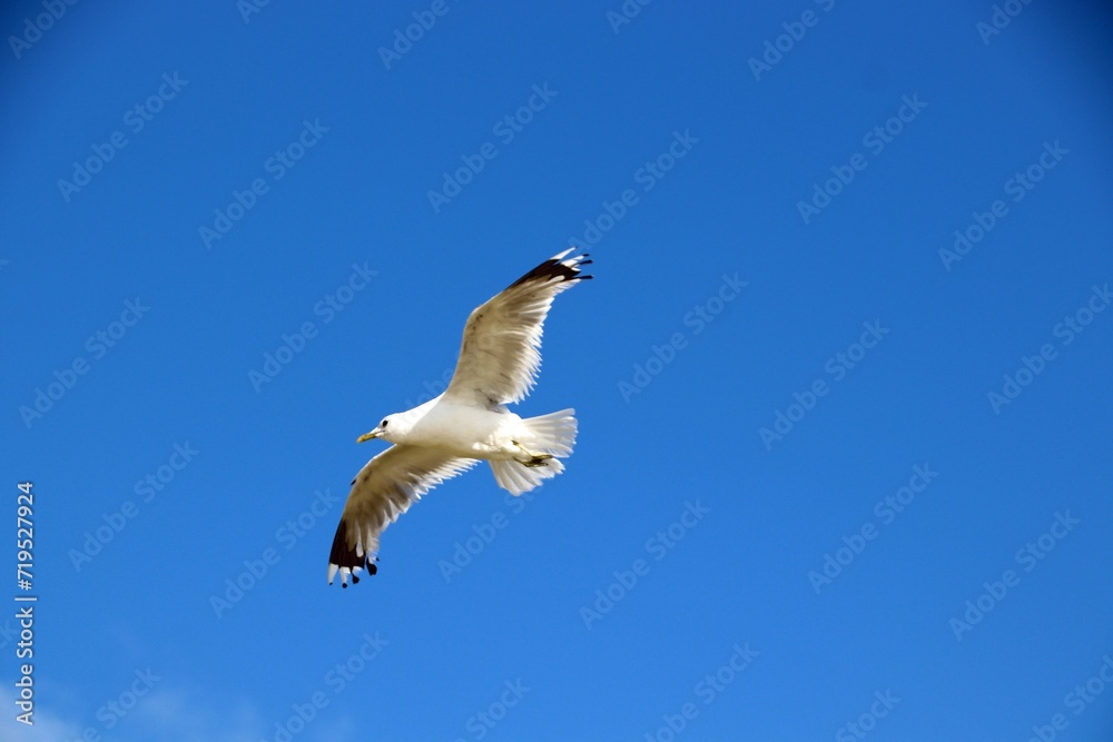 Fototapeta premium fliegende Möwe