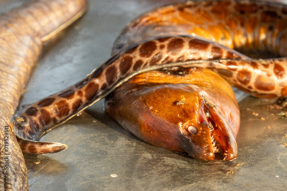 Obraz premium Just caught eels at a fish market