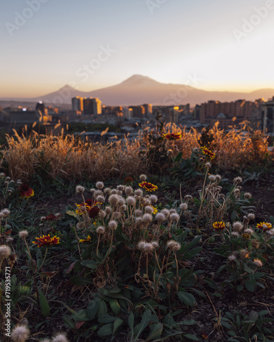 Flowers against the backdrop of Mount Ararat in Armenia. Stunning view of sunset