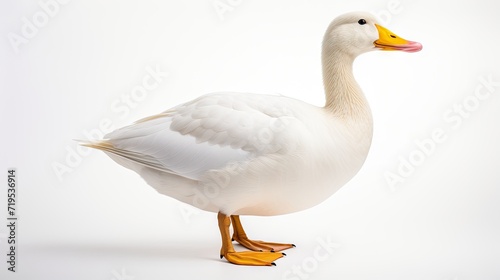 portrait of an adorable duck on a clean white background  capturing the beauty and charm of this waterfowl