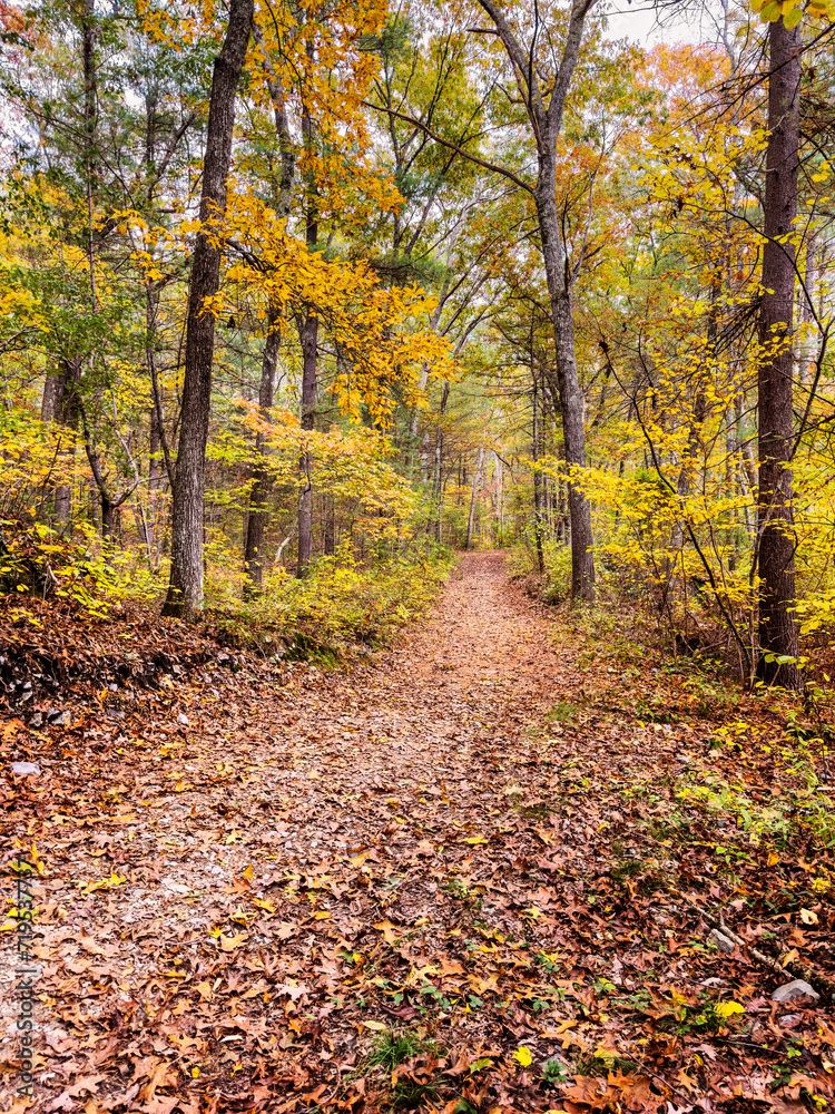Leaf-covered path through the Needham Town Forest on an Autumn afternoon Leaf-covered path through the Needham Town Forest on an Autumn afternoon