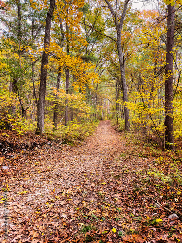 Leaf-covered path through the Needham Town Forest on an Autumn afternoon