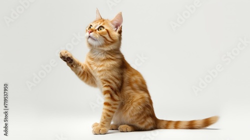 Cat with the lifted paw, striking a charming and playful pose