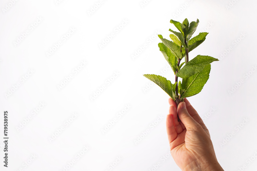 A bunch of fresh mint in a woman's hand on white background. Alternative medicine. Endobiogenics, new look at medicine A bunch of fresh mint in a woman's hand on white background. Alternative medicine. Endobiogenics, new look at medicine