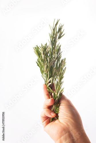 Fresh rosemary in woman's hand on white background. Alternative medicine. Endobiogenics, new look at medicine