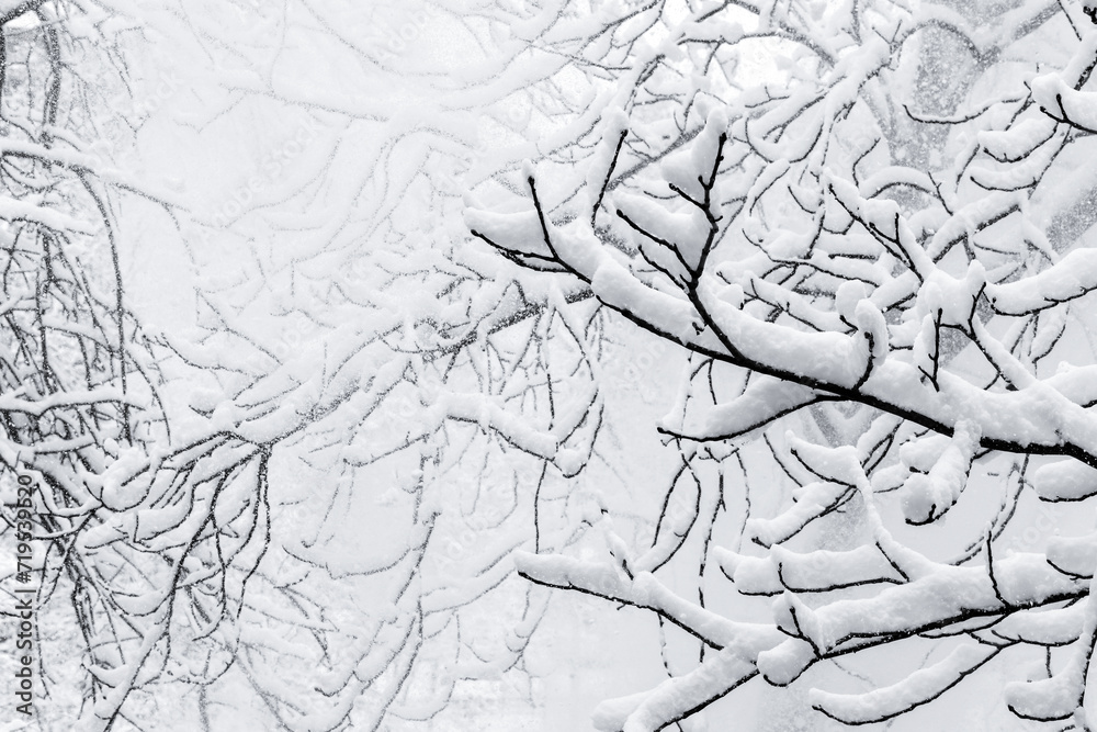 Obraz premium Bare tree branches covered with show on a daytime