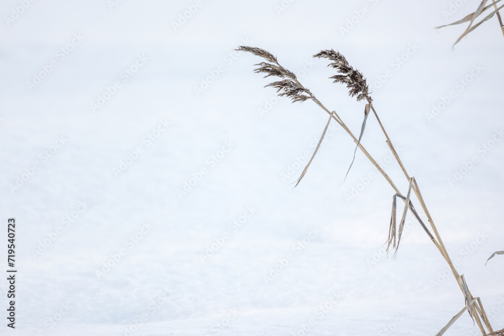 Obraz premium Dry reed and white snow, natural background
