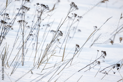 Winter background with frozen dry flowers in a snowdrift