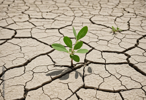 A single plant defies the drought, its lush green leaves standing out in a barren landscape, a symbol of strength and optimism