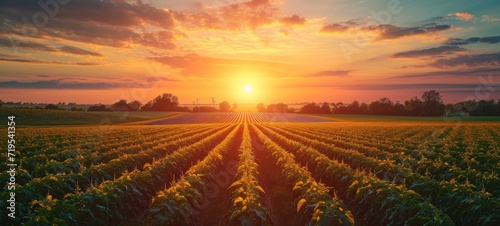 Agricultural field illuminated by beautiful setting sun. Even rows of agricultural crops stretching into the endless distance. © Georgii