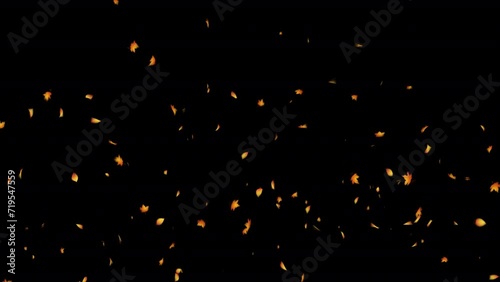 Autumn Leaf Particles. Autumn Leaves. With Alpha Channel Prores 4444.