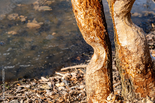 trees by the river, gnawed by beavers photo