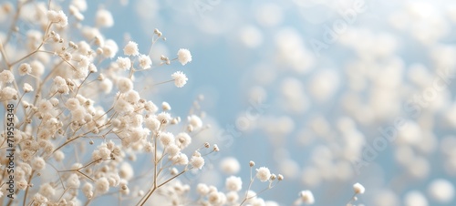 White elegant baby s breathe flower, gypsophila with blurred background for elegant, romantic floral cards. Celebrate season, wedding, spring, love. Elegant, luxury, card, banner, web.