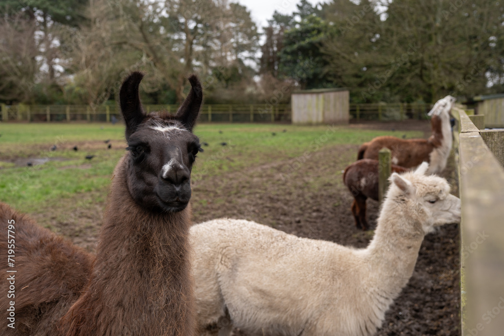 Obraz premium alpaca in the zoo