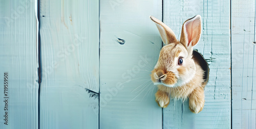 Portrait of bunny rabbit looking with its head through hole in blue painted wooden fence. Easter concept with copy space for mock up template