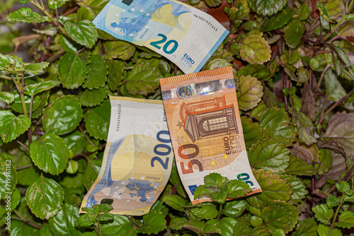 money plant plectranthus verticillatus with money bills photo