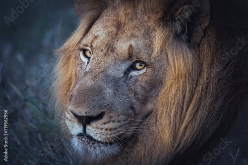 Wild lion in the savanna