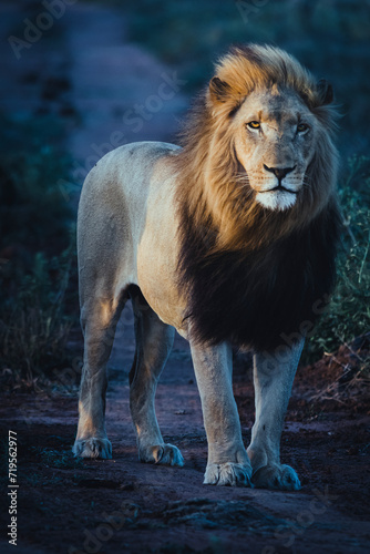 Wild lion in the savanna
