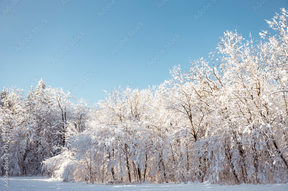 Beautiful snow covered trees in winter nature