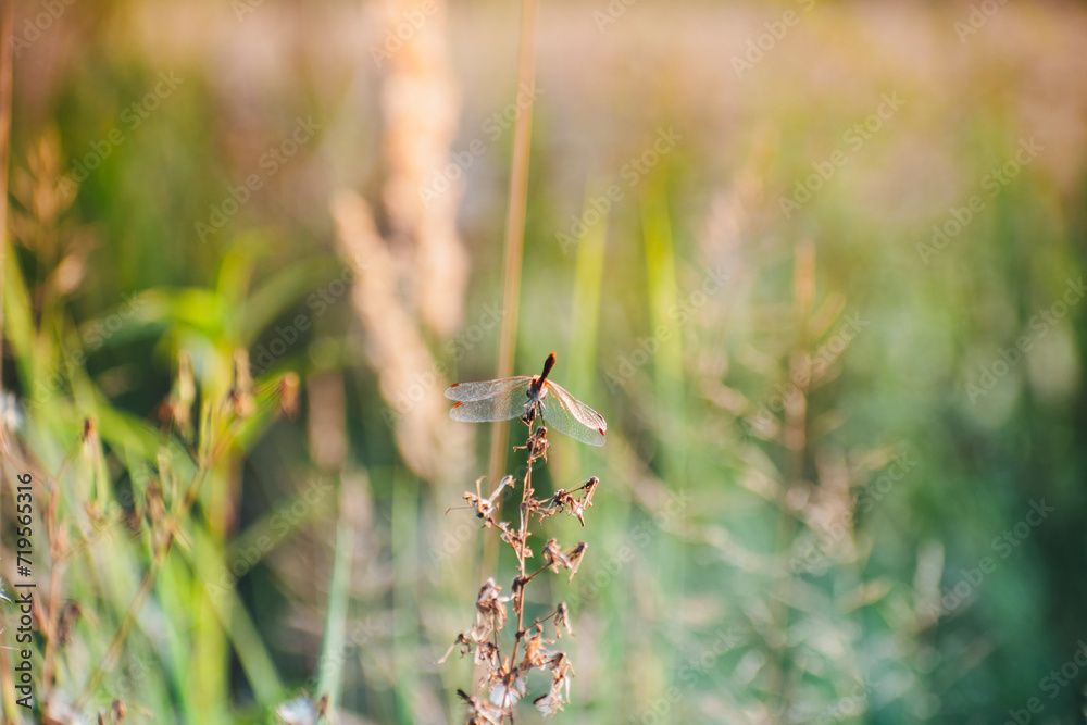a little dragonfly sat on a branch in sunny weather in summer a little dragonfly sat on a branch in sunny weather in summer