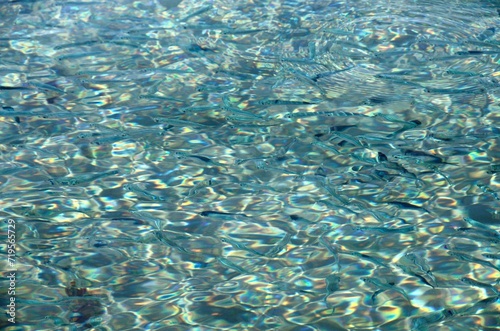 Peces en el agua transparente de Aqaba junto al Mar Rojo, Jordania, Oriente Medio.