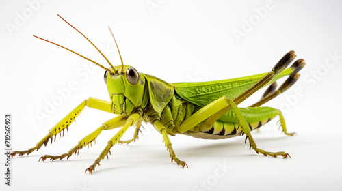 Grasshopper in a jump pose