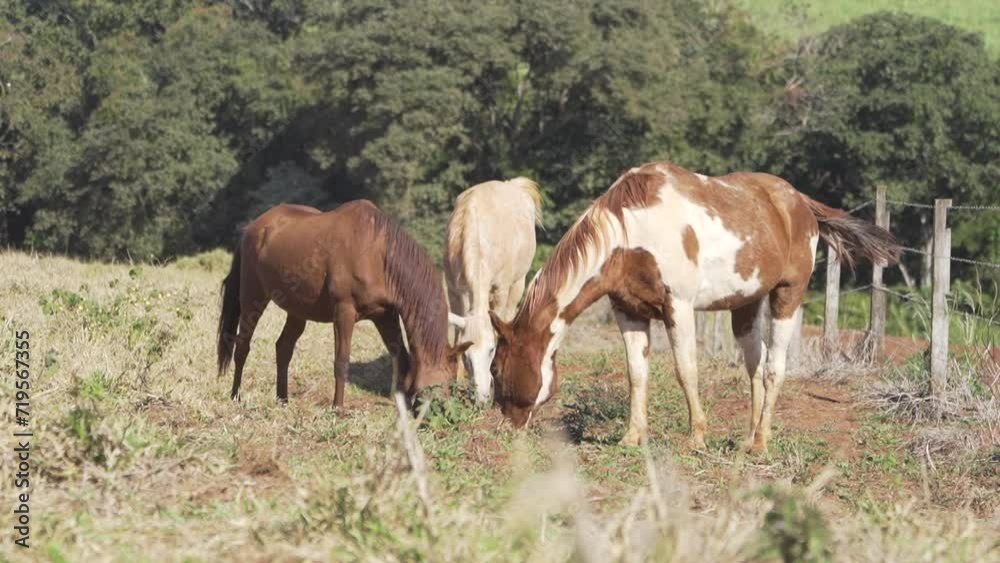 Horses grazing in the field Horses grazing in the field